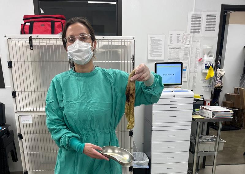 Carousel Slide 7: A sock recovered from a foreign body surgery